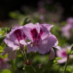 DiRaraPianta_0012_LR