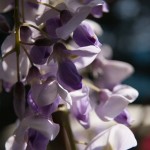 DiRaraPianta_0016_LR