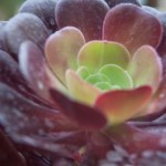 DiRaraPianta_0031_LR