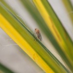 DiRaraPianta_0040_LR