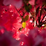 DiRaraPianta_0045_LR