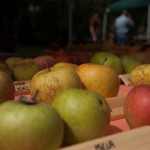 DiRaraPianta_0054_LR