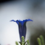 DiRaraPianta_0079_LR