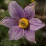 DiRaraPianta_0081_LR