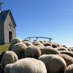 Vardanega Damiano-il pastore-Cima della Mandria