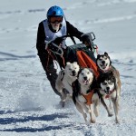 1284_b_12_050327_sleddog_2018_in