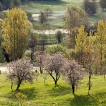 cavaso del tomba