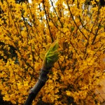 giallo-gianni-fiorenzato