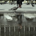 Donata Smaniotto