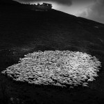 erico_vardanega-_1