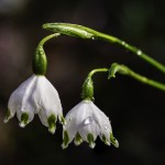 Romano Ramadori-Ammesso
