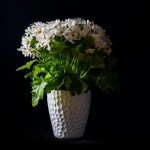 Trevisan Gilberto-Ammesso